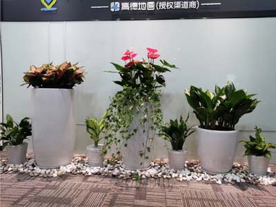公司办公室绿植 前台绿植摆放案例