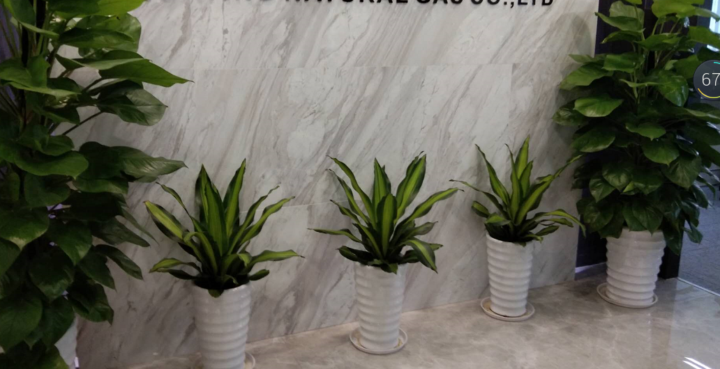 广州办公室绿植前台摆放案例