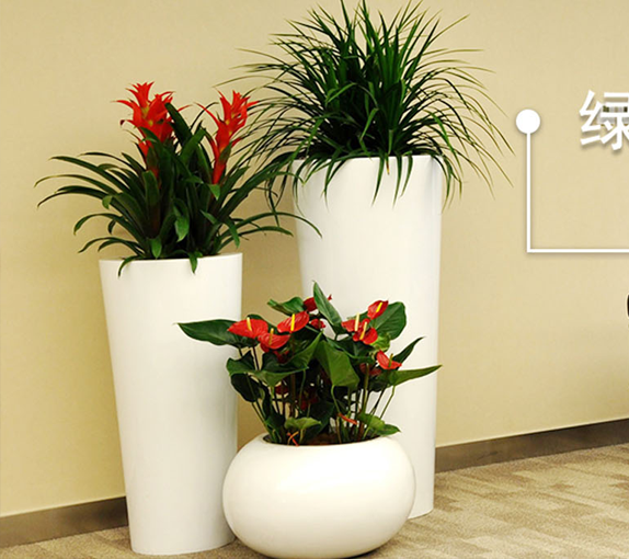 在新塘找一家本地的绿植租摆出租公司要注意哪些事项